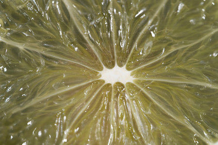 close up lime segment translucent pulp gleaming juice vesicles radiating from central core, glossy...
