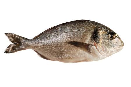 Dorada fish  isolated on white の写真素材
