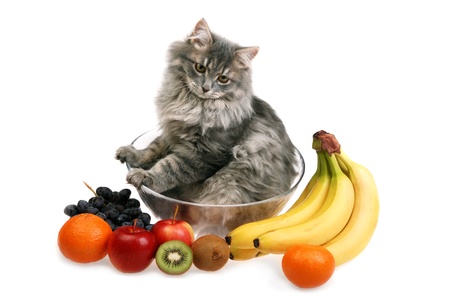 cat in glass bowl with fruitの写真素材