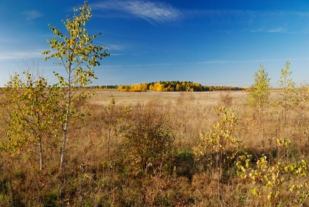 autumn rural landscape with birch treeの写真素材