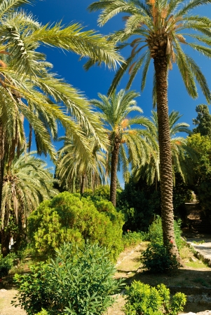 Tropical palms in the southern parkの写真素材