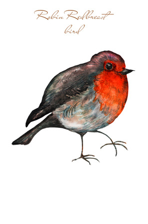 Watercolor logo template with bird. Colorful birds roben redbreast in watercolor technique. Cute illustration for cards, prochures.の写真素材