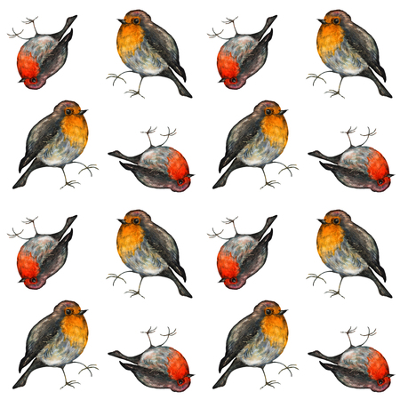 Colorful birds roben redbreast. Watercolor seamless pattern. Cute illustration for cards, prochures.の写真素材