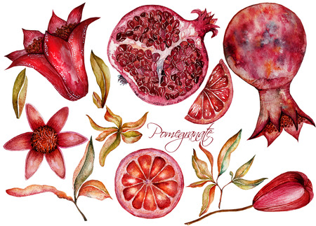 Beautiful watercolor set with fruits and flowers of pomegranateの写真素材