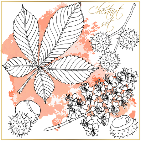 Doodle floral chestnut vector set with doodles black and white coloring page. Vector ethnic pattern can be used for wallpaper, pattern fills, coloring books and pages for kids and adults.のイラスト素材