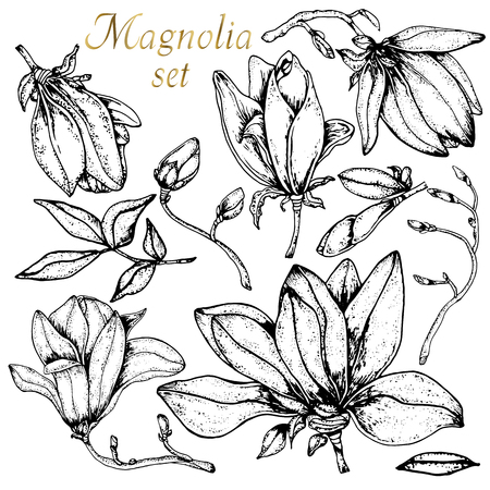 Doodle floral magnolia set of magnolia in vector with doodles black and white coloring page. Vector ethnic pattern can be used for wallpaper, pattern fills, coloring books and pages for kids and adults.のイラスト素材