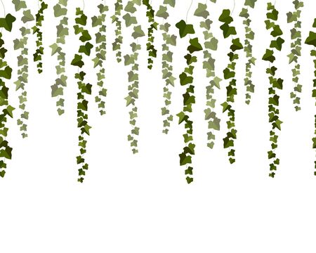 Vector horizontal seamless garland with green ivy leaves on a white background.のイラスト素材