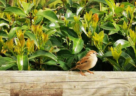 cute little birds sparrows sitting on wooden fence under bushes and green leaves.の写真素材