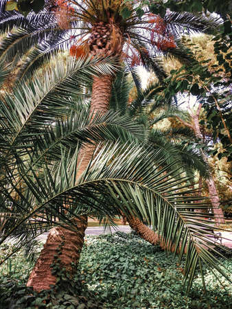 Tropical green leaves background, fern, palm and Monstera Deliciosa leaf on wall with dark toning, floral jungle pattern concept background, close upの写真素材