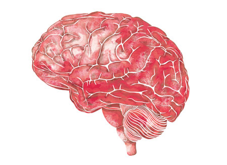 Structure of the human brain. Side Lateral view. Medical watercolor anatomy illustration. Hand drawn elegant anatomical brain artの写真素材