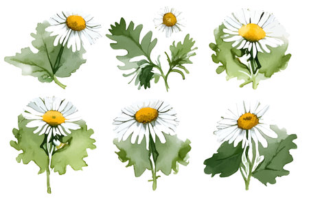 Watercolor Chamomiles isolated on a white background. Hand drawn herb illustration. Vector pictureのイラスト素材