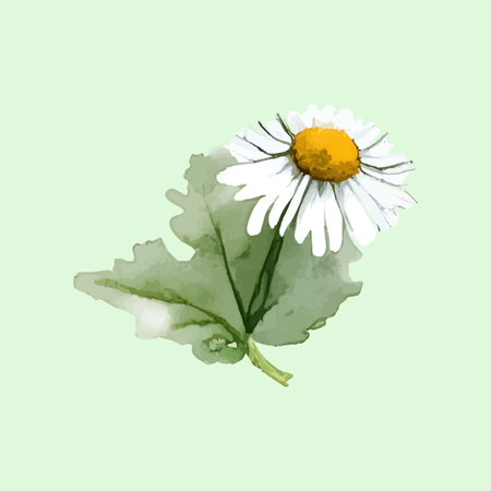 Soft and elegant vector illustration of watercolor chamomile (camomile) or daisy flowers set against a light green background. Featuring hand-painted floral elements with delicate white petals and yellow centers, this botanical design evokes a natural, fresh, and calming aesthetic.のイラスト素材