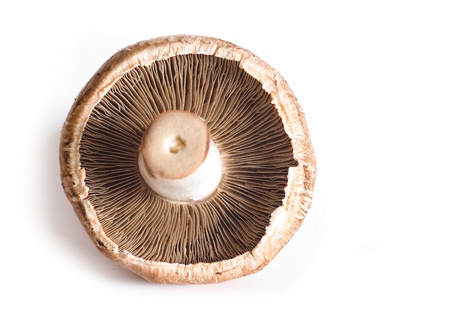 Fresh champignons, brown version, isolated on white background.の写真素材