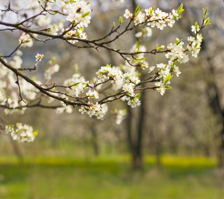 Early spring orchards detail shot with delicate white floersの写真素材