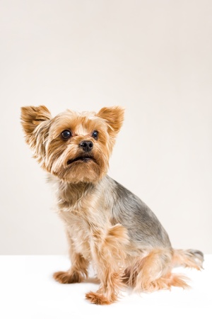 Cute sad faced dog, studio portrait of adult male yorkshire terrierの写真素材