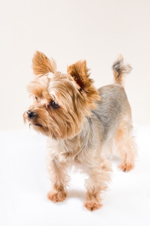 Studio portrait of adult male yorkshire terrierの写真素材