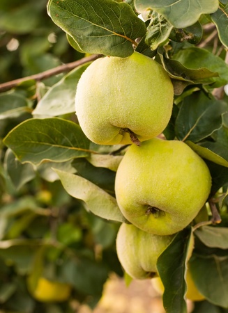 Ripe juicy organic natural quince apples on the tree at fall.の写真素材