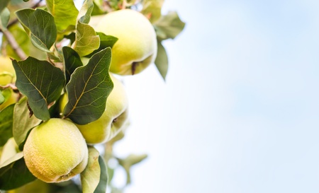 Ripe juicy organic natural quince apples on the tree at fall.の写真素材