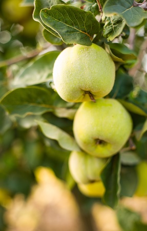 Ripe juicy organic natural quince apples on the tree at fall.の写真素材