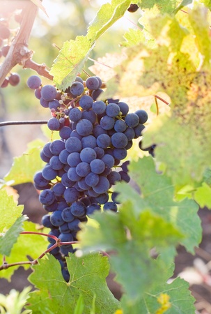 Blue grapes ripe for harvest late fall at the vineyard.の写真素材