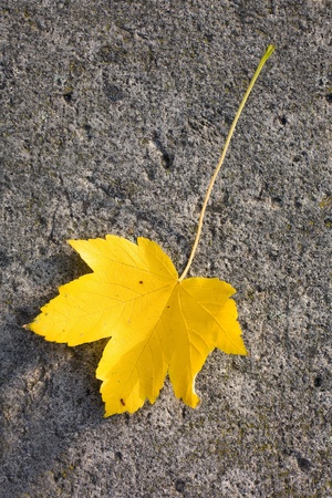 Closeup macro shot beautiful yellow single autumn leaf on stone surface lit by the sun.の写真素材