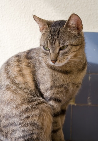portrait of cute young brown mackerel tabby cat relaxing.の写真素材