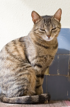 Portrait of relaxed looking young female tabby housecat の写真素材