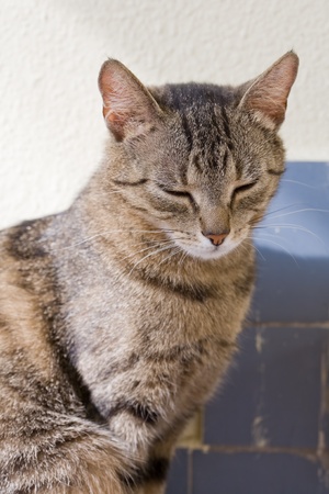 portrait of cute young brown mackerel tabby cat relaxing の写真素材