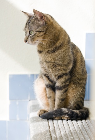 portrait of cute young brown mackerel tabby cat relaxing の写真素材