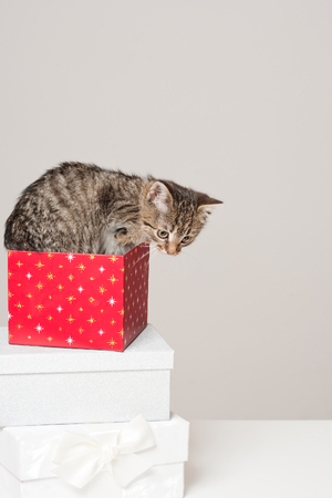Shot of playful little kitten with decorative Christmas gift boxes.の写真素材