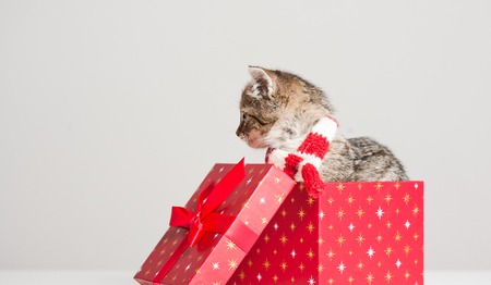 Shot of playful little kitten with decorative Christmas gift boxes.の写真素材