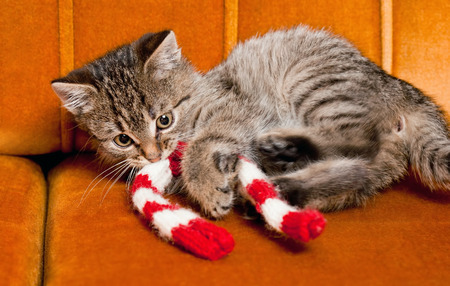 Shot of gorgeous, cute, funny little tabby kitten.の写真素材