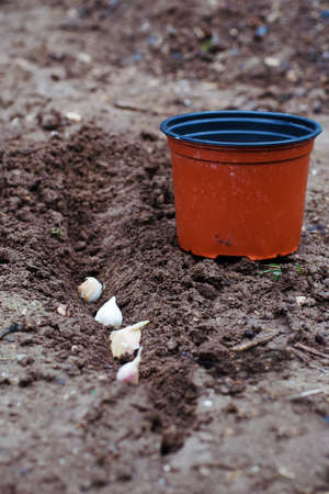 Planting garlic into the ground