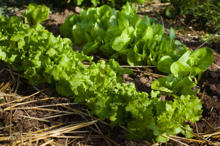 Salad growingの写真素材