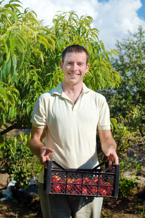 Young man holding box with tomatoes picking on his farmの写真素材