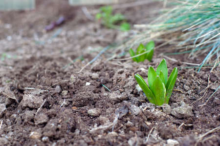 Green sprouts of narcissusの写真素材