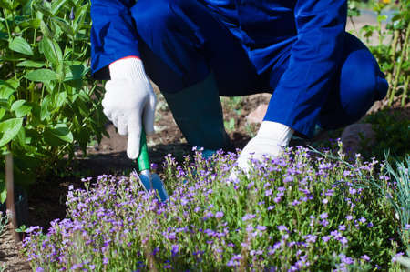 Close up of farmers hands planting a phlox subulateの写真素材
