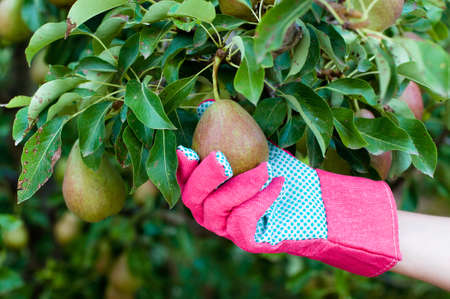 Farmers hand in a glove picking a ripe pearの写真素材