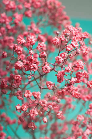 Closeup of dry pink flowersの写真素材