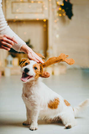 Females hands putting on dog deer hornsの写真素材