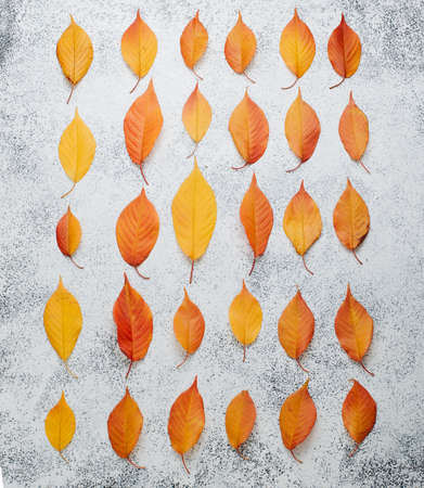 Autumn background: Pattern of dry orange cherry leaves on white stone background top view, flat layの写真素材