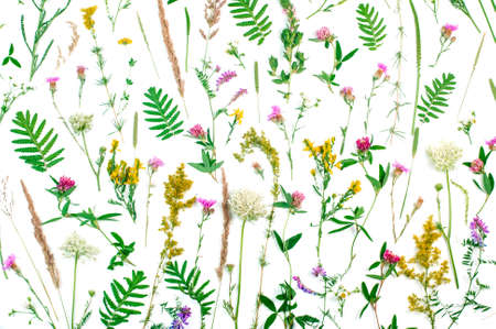 Summer botanical concept: wildflowers and leaves on white background top view, flat layの写真素材