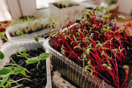 Edible microgreen sprouts in a plastic reusable containers. Home planting in the kitchen. Selective focus on the beet and dill sprouts.の写真素材