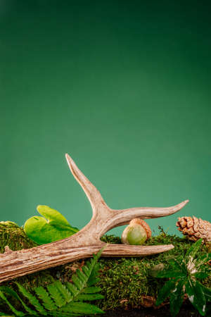 Deer horn on wild forest plants fern and moss on green background with blank space for text....