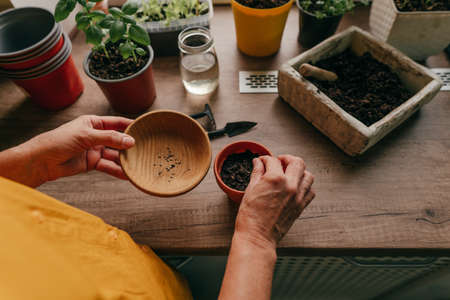 Top view of woman planting tomato seeds in a flower pot on the wooden table. Home planting on the kitchen windowsill. Selective focus on the hands.の写真素材