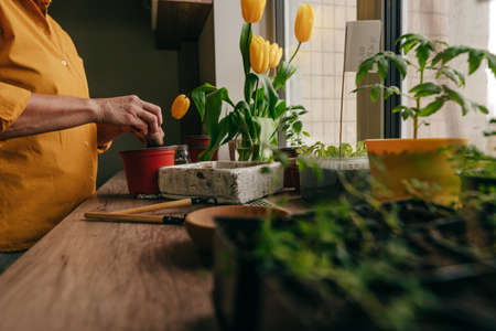 Close up of senior woman planting tomato seeds in a flower pot near yellow tulips. Home planting on...
