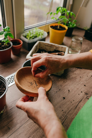 Close up of senior woman planting tomato seeds in a flower pot. Home planting on the kitchen...