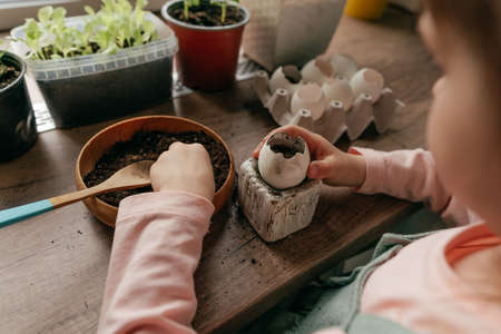 Little girl putting the soil in a eggshell for planting seeds. Home gardening with kids. selective focus.の写真素材