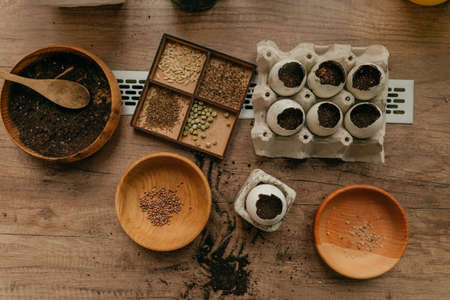 Eggshells for planting seeds. Home gardening with kids.の写真素材