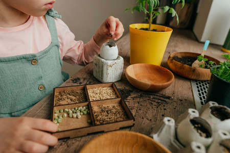 Little girl planting seeds in a eggshells. Home gardening with kids on the kitchen windowsill....